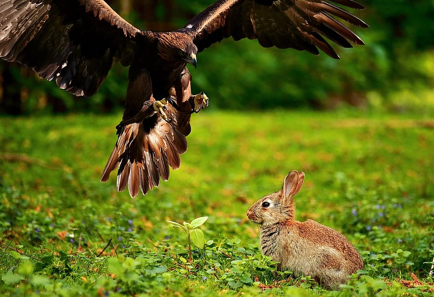 adler, Raubvogel, Vogel, Wildvogel, fliegend, Hase, jagen, Jagd, Feder, Gefieder, Natur