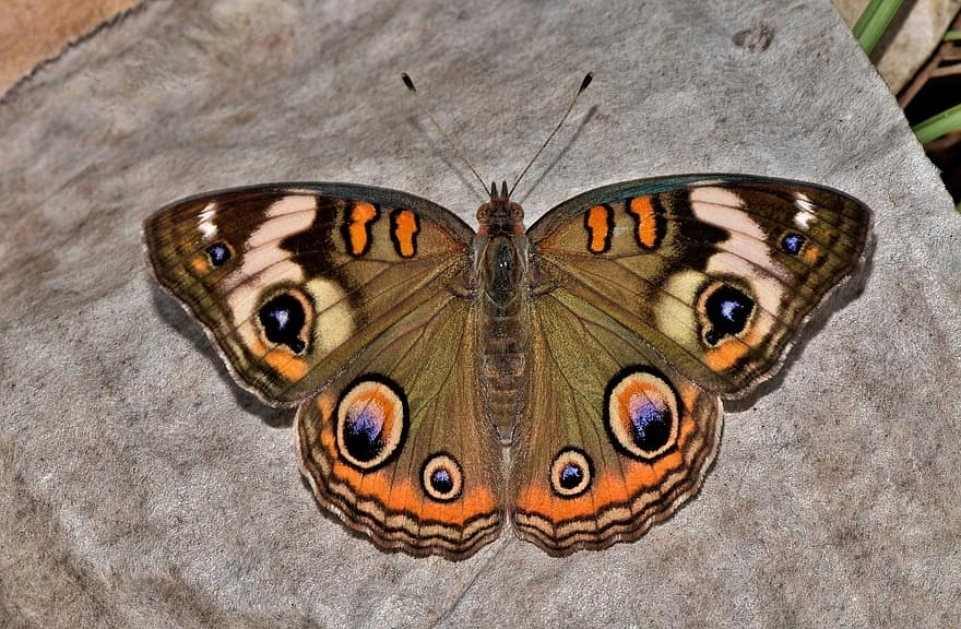 perhonen, yhteinen buckeye, hyönteinen, katse, siivekäs hyönteinen, vika, siivet, antennit, niveljalkaisten, hyönteistiede, biologia