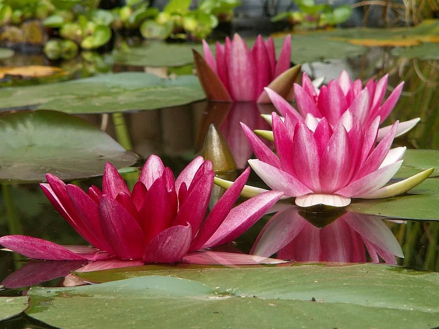 พืชน้ำ, ธรรมชาติ, nuphar, ดอกบัว, สระว่ายน้ำ, biotope