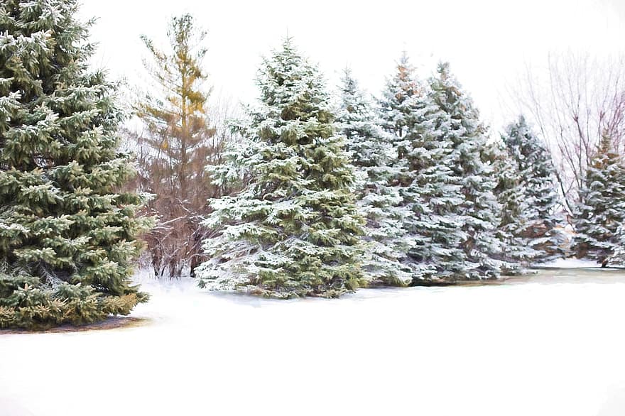 πεύκα, evergreens, χιόνι σε πεύκα, χειμώνας, χιόνι, δέντρο, κλαδί, Χριστούγεννα, πεύκο, δάσος, κρύο