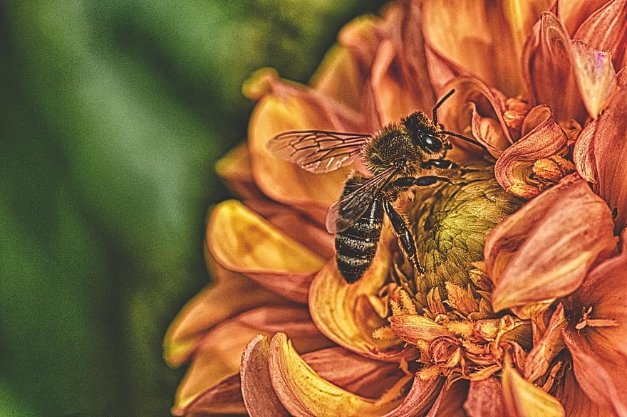 dalya, bal arısı, yaz, Dalialar, asteraceae, Çiçek bahçesi, süs çiçeği, çiçek, Çiçek açmak, Bahçe, bitki örtüsü