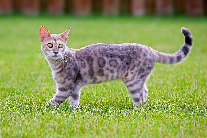 gato, olhando, gatinha, bengala azul, gatinho, caminhando, retrato, animal, doméstico, felino, fofa