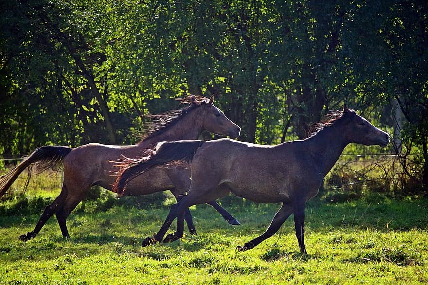 paard, arabieren, volbloed arabier, galop, kudde, weide, race, Arabisch paard, paardenkop, Pferdeportrait, mal