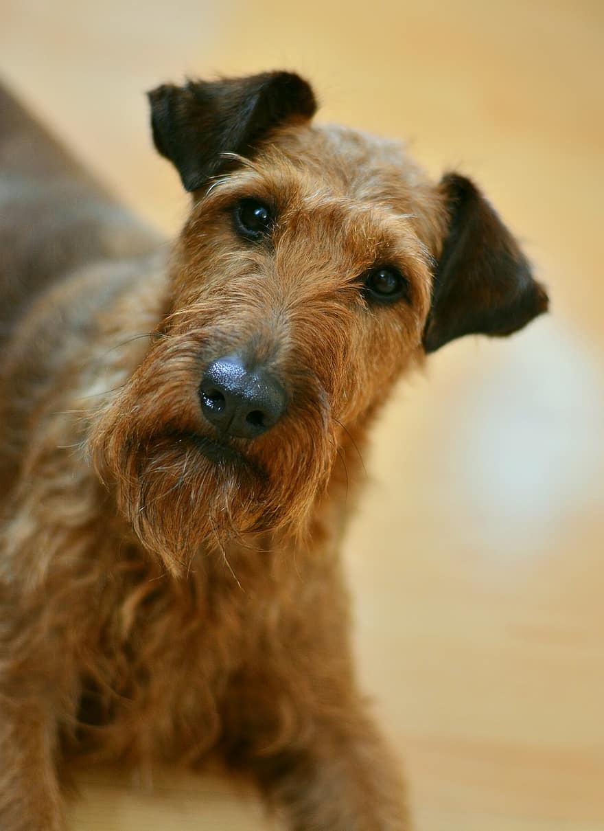 dog, irish terrier, terrier, dog eyes, pet, snout, race, fur, animal, animal portrait