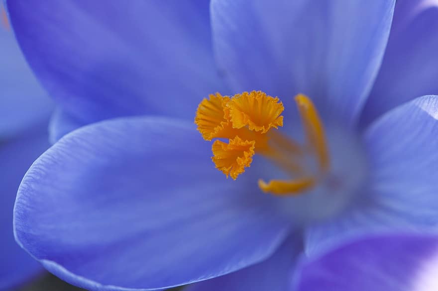 Crocus, gėlių, augalų, natūralus, žiedas, žydi, žiedlapis, botanikos, ekologiškas, stiebo, botanika