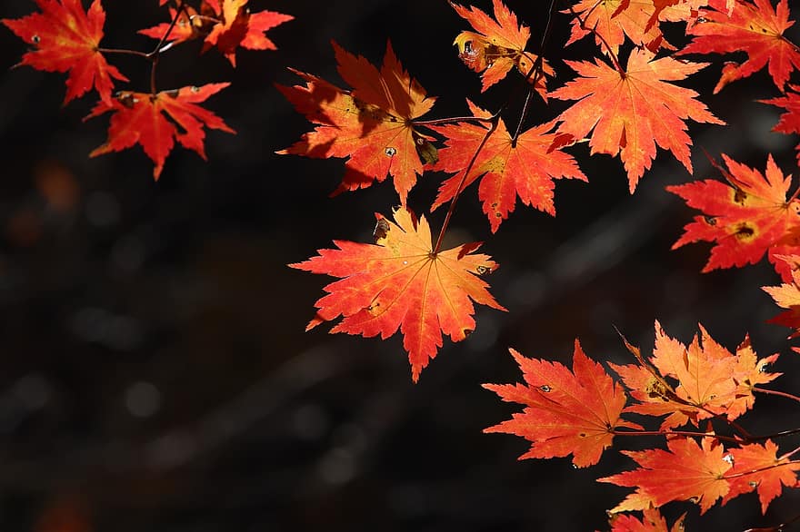 folhas de outono, bordo, as folhas, natureza, folha, outono, colorida, temporada, da temporada, vermelho, plantas