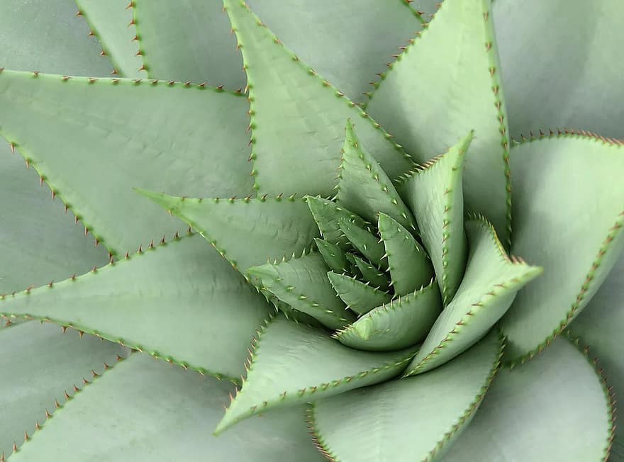 planta, estimular, cactus, apuntat, hivernacle de cactus, naturalesa, verd, suculent, espinós, plantes, espines