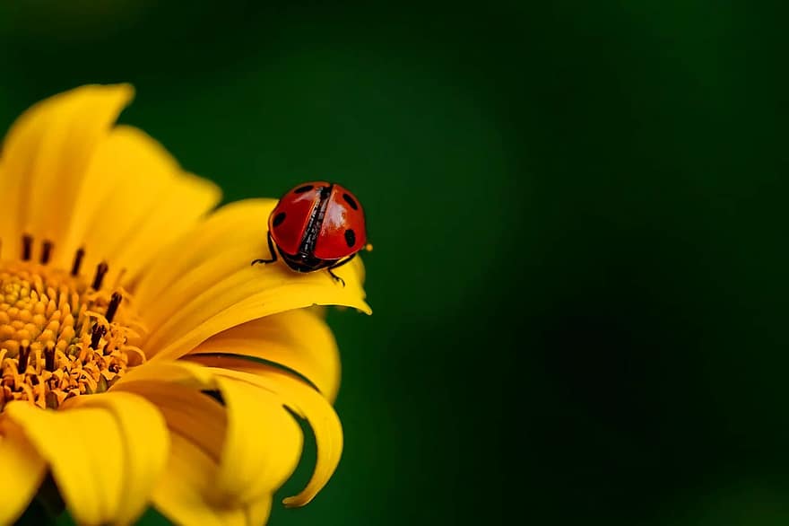 mariquita, insecto, escarabajo, naturaleza, primavera, girasol, flor, pétalos, pistilo, polen