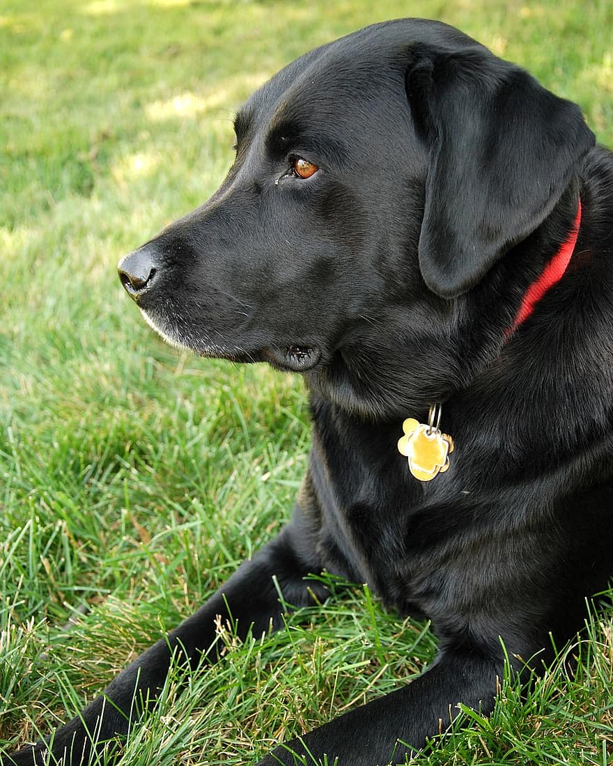 chien, labrador retriever, Laboratoire noir, Labrador, retriever, animal de compagnie, animal, canin, mignonne, national, race