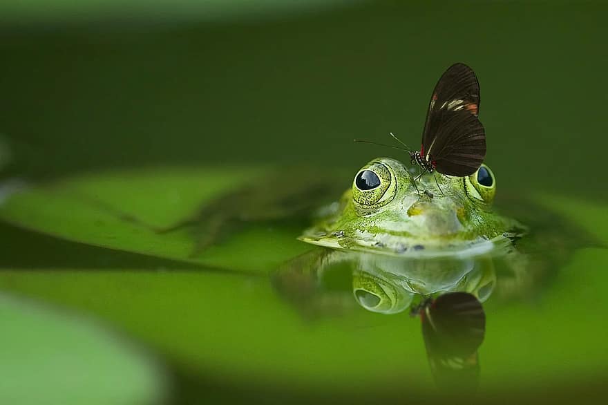 żaba, motyl, staw, dublowanie, Natura, woda, odbicie, makro, ryzyko, oczy, portret