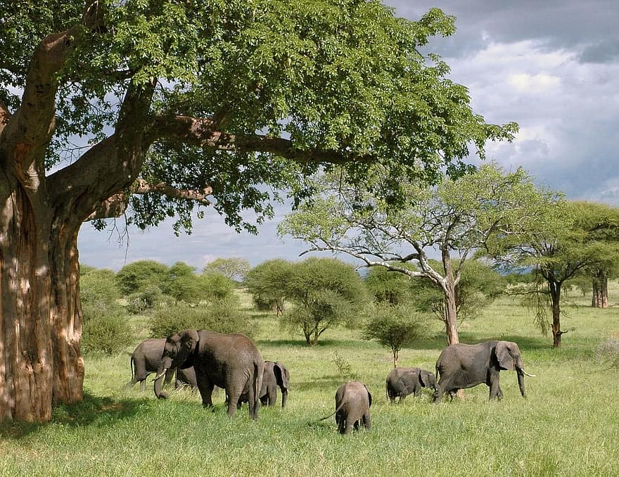 dramblys, Tanzanija, safari, gyvūnas, laukinės gamtos, laukiniai, zoologija, žinduolių, rūšis, dykumoje, aplinką