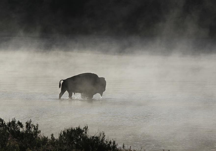 bisonte, búfalo, touro, animais selvagens, natureza, Parque nacional Yellowstone, Wyoming, EUA, inverno, rio, vapor