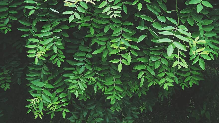 blade, frisk, jungle, tropisk, grøn, blad, natur, sommer, plante, naturlig, forår