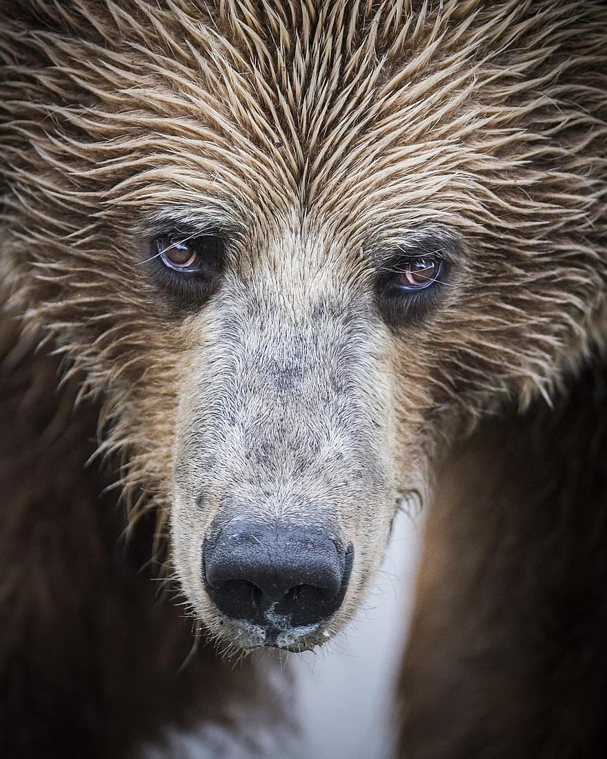 urs, cărunt, portret, natură, animal, mamifer, animale sălbatice, prădător, cu blană, maro, mare