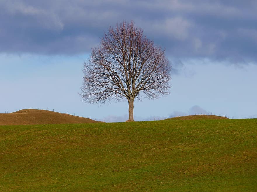 træ, individuelt, natur, eng, himmel, stilleben, afdeling, landskab