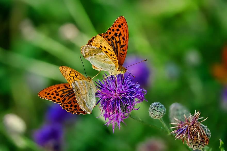 pobūdį, drugelis, fritillary, vabzdys, gėlė