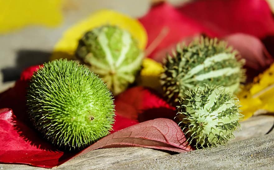 cucumbers, ornamental cucumbers, fruit, green, white, prickly, unfit for human consumption, decoration, autumn