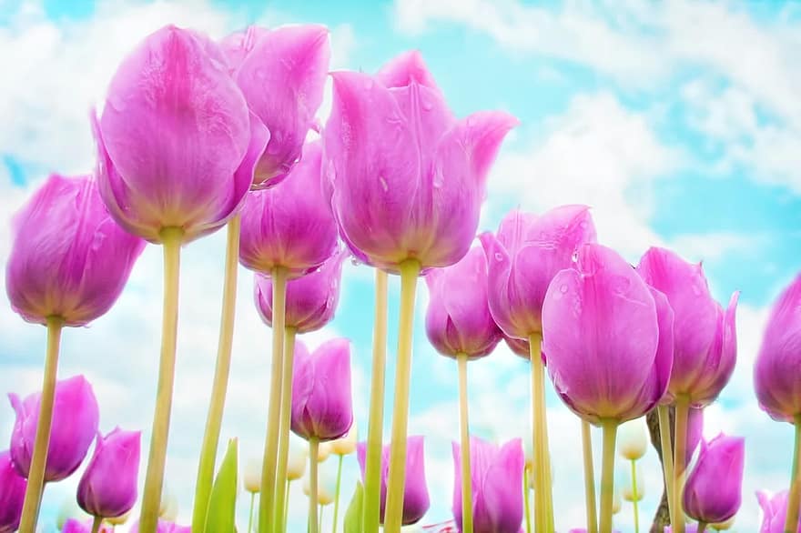 tulips, pink, spring, flowers, bloom, garden, fresh, natural, season, blooming, spring flowers