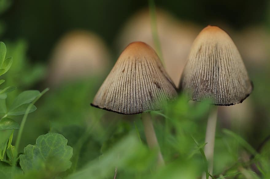 mushroom, mushrooms, forest, autumn, meadow, screen fungus, undergrowth, mushroom hat