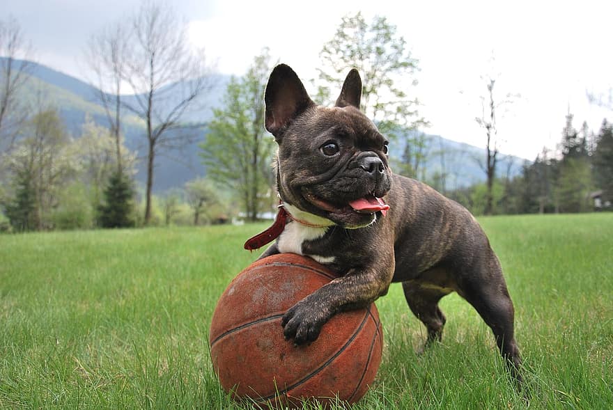 puppy, Franse bulldog, natuur, dier, hond, huisdier, bruin, hoektand