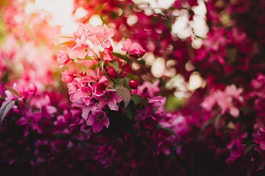 bloom, blossom, flora, flowers, nature, pink