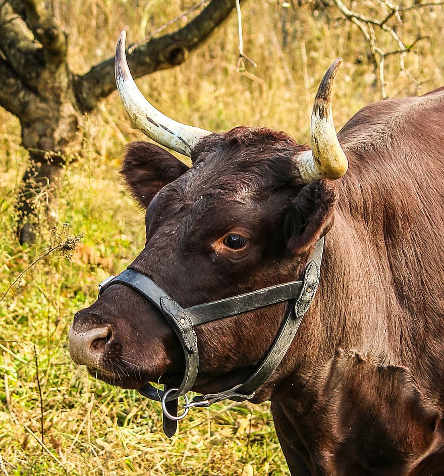 sapi, Sapi Perah, memanfaatkan, termasuk keluarga sapi, sapi devon, ternak, tanduk, susu