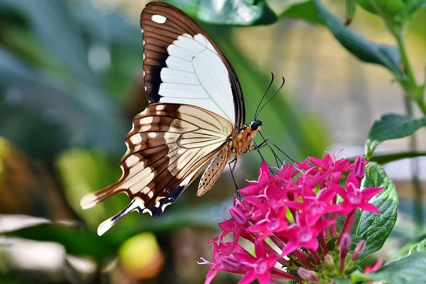 mariposa, mariposa tropical, exótico, insecto, ala, mariposa grande, mariposas tropicales, naturaleza, jardín Botánico