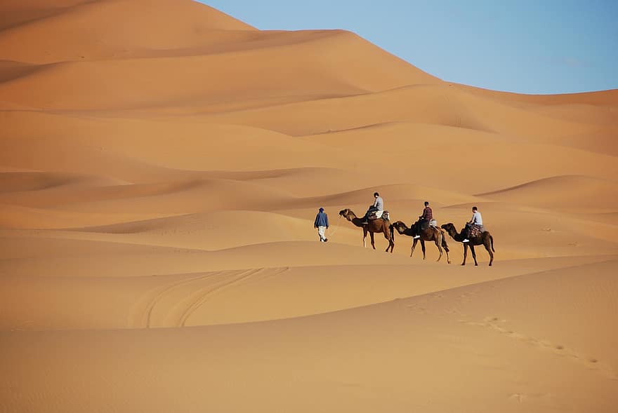 deserto, areia, dunas, Marrocos, dromedário, camelo