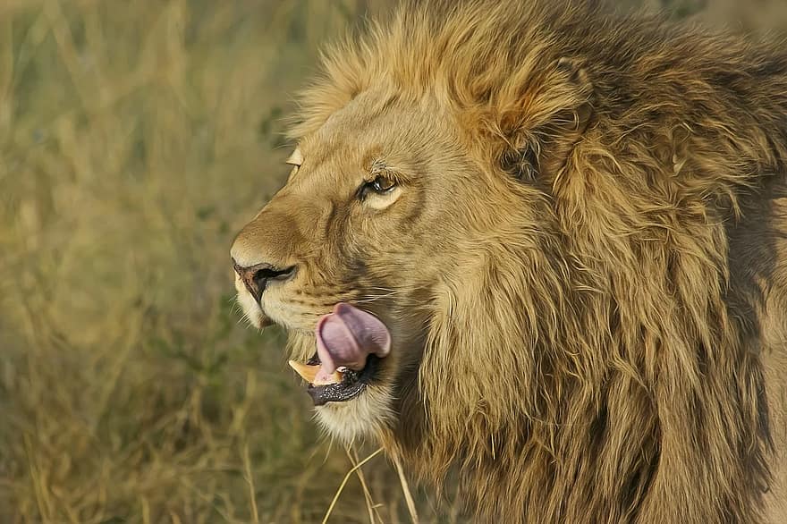 oroszlán, ragadozó, nagy macska, szafari, Afrika, állati világ, nőstény oroszlán, Dél-Afrika, Nemzeti Park, vadon, vadmacska