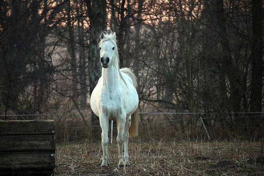 hest, form, fullblods arabisk, beitemark, hesthodet, pferdeportrait, arabere, kopling