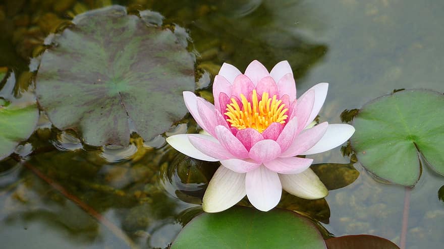 lily, lotus, floating, waterlily, natural, water lily, pink, pond, bloom, flora, elegance