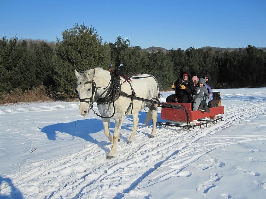 hest, slede, slede tur, vinter, kald, ri, moro, seletøy, transportere, vogn, snø