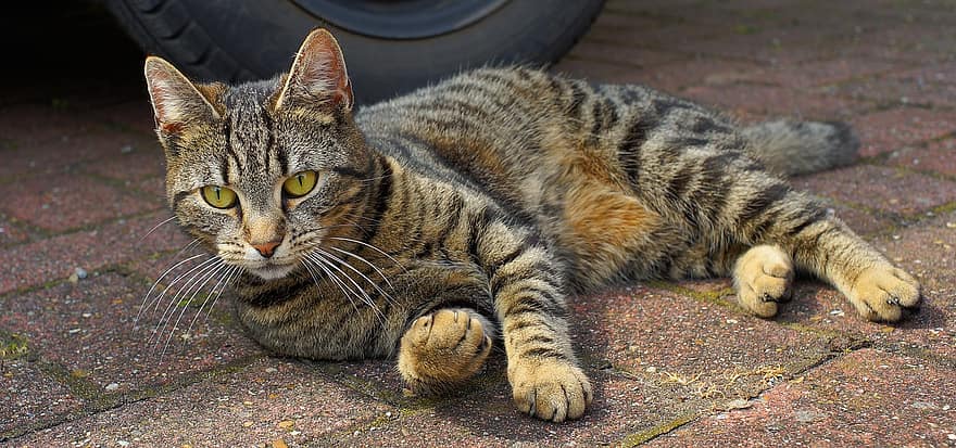 ネコ、飼い猫、女性、ペット、サバ、子猫、ミーズ、親愛な、虎猫、閉じる、肖像画