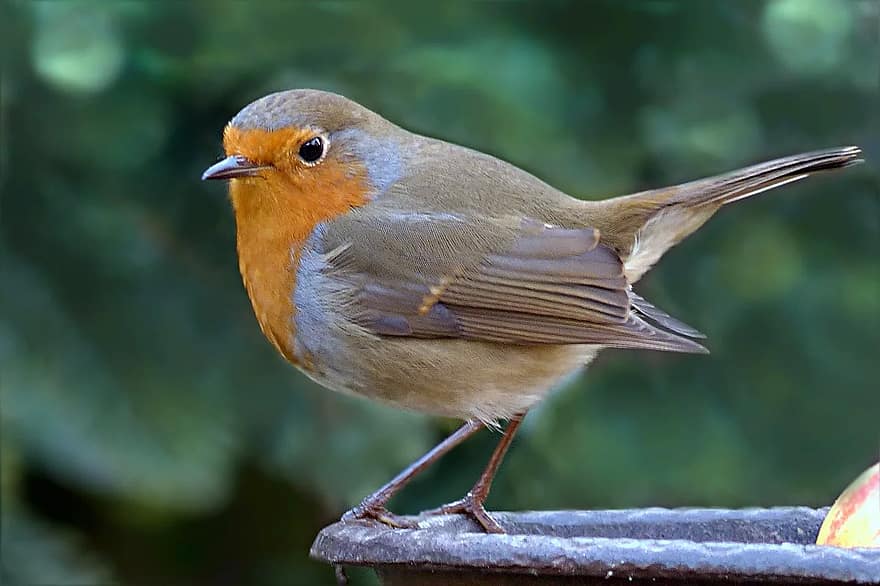 burung, robin, erithacus rubecula, taman, mencari makan