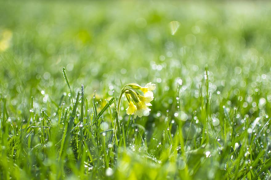 primula, fű, zöld, a frissesség, tapéta, nyári, bokeh, a fókusz mélysége, benyomás, fény, fény visszaverődése