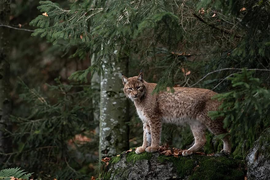 bobcat, forest, nature, predator, beast, animal world of, wild world, mammal