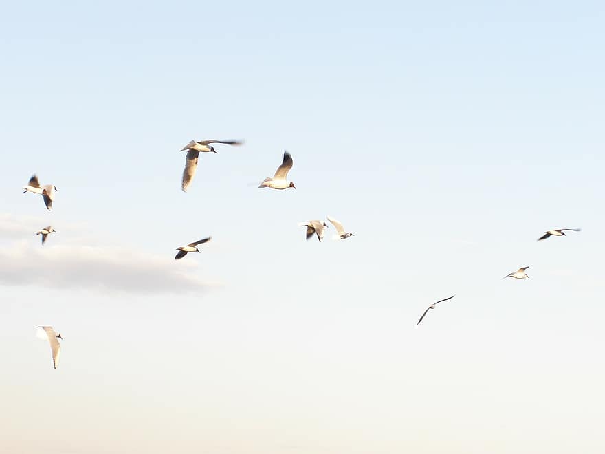 Möwen, fliegend, Frühling, Himmel, Wolken, Vogel, dom, Flügel, Möwe, Tierwelt, Feder