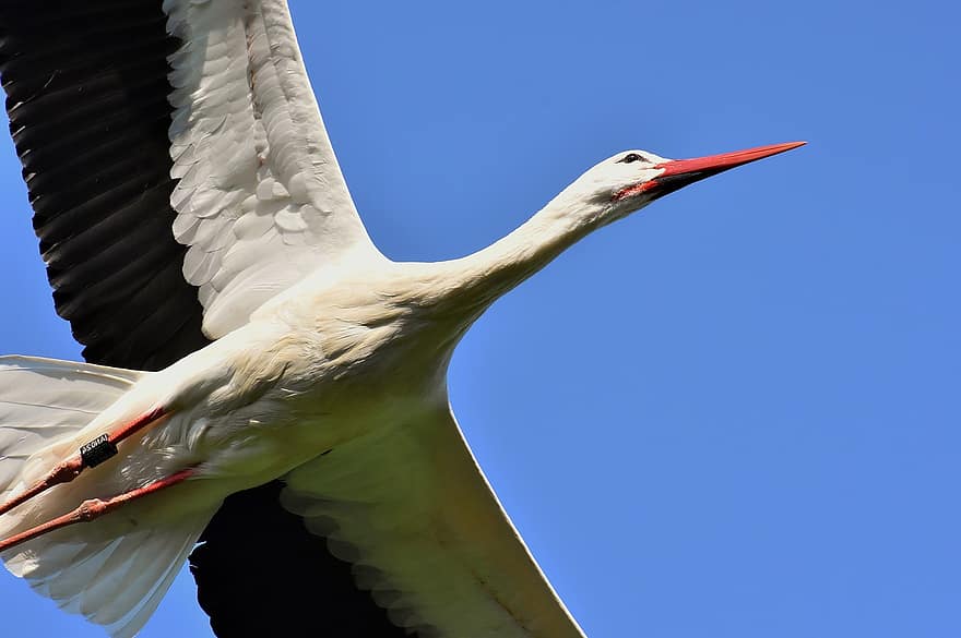 cegonha, vôo, asa, passarinhos, plumagem, natureza, animais, cegonha de chocalho, pena, elegante, cegonhas