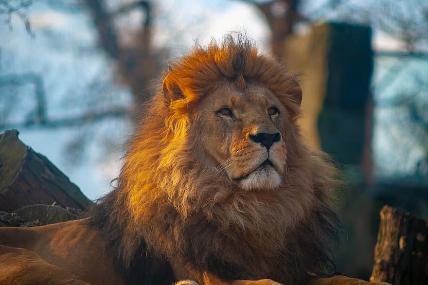 animal, wild, wildlife, lion, löwe, hdr, face, important, background, fullframe