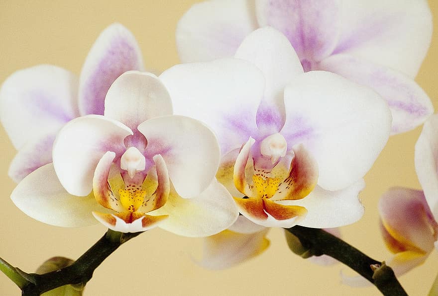 orhideja, orchidaceae, phalaenopsis, orhideja patīk, balts, raksturs, telpaugi, zieds, zied, piedāvājumu