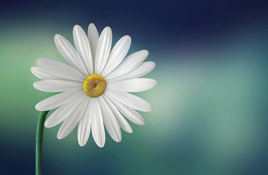 marguerite, daisy, flower, white, beautiful, beauty, bloom, blooming, blossom, botanical, botany