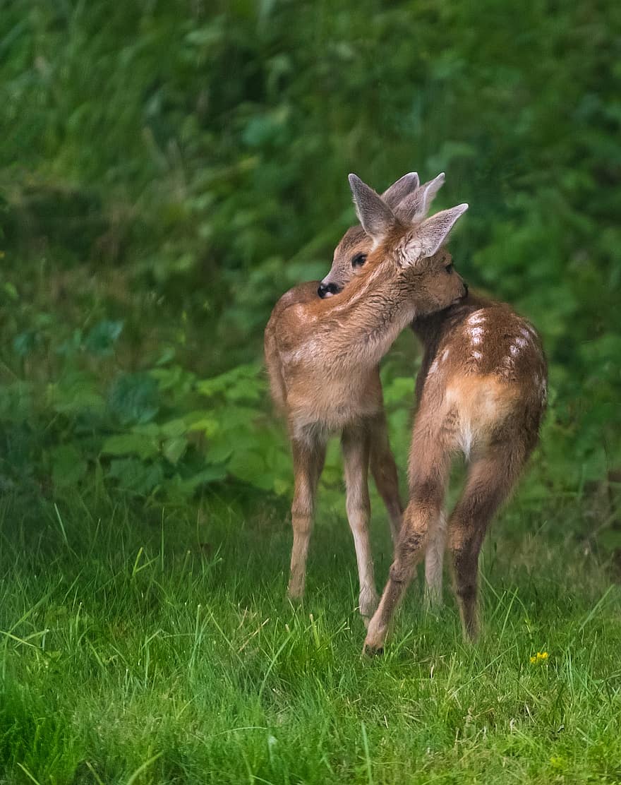 Wild, Geschwister, Liebe, Tiere, die Art der, Umarmung, Grün, Wald, Baby, Kalb, Familie