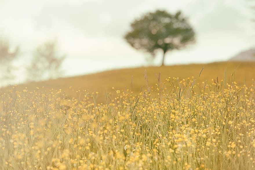 field, meadow, nature, summer, tree, grass, sunny, landscape, natural, yellow, rural