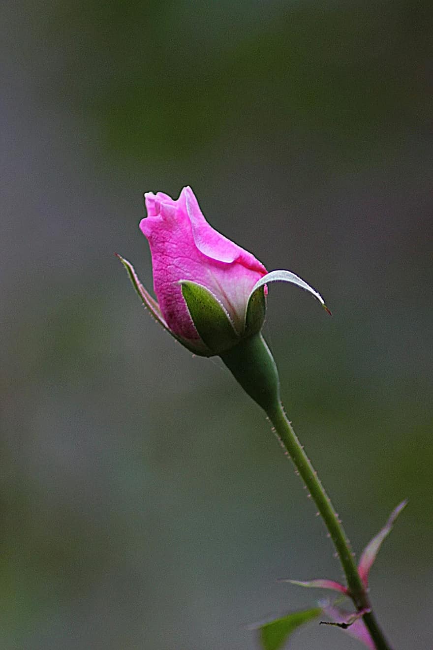 kwiat, Róża, kwiatowy, roślina, naturalny, kwitnąć, płatek, botaniczny, organiczny, trzon, botanika