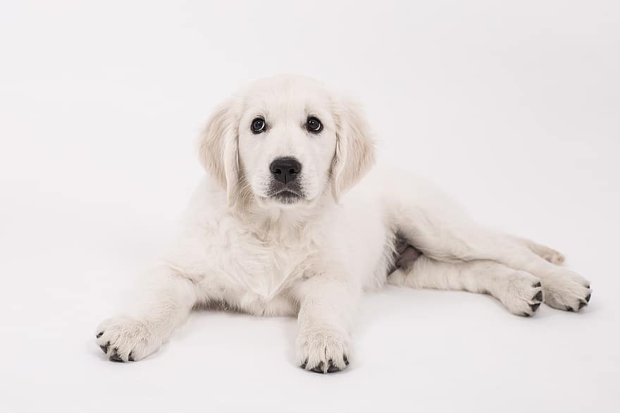 pies, Golden retriever, szczeniak, pies rasowy, uroczy, zwierzę domowe, zwierzę, młody, mały, futro, Słodkie