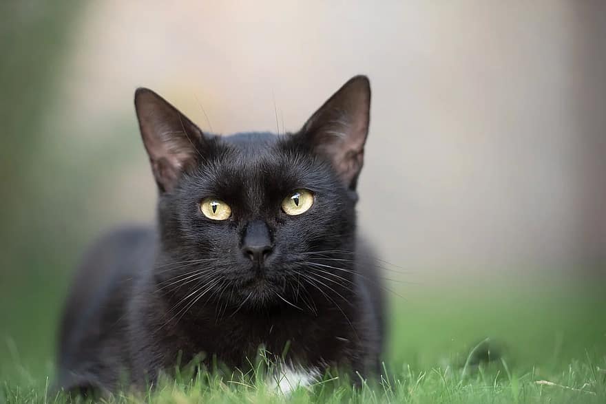 gato preto, gatinho, gato, Preto, felino, animal, gato doméstico, retrato, grama, jardim