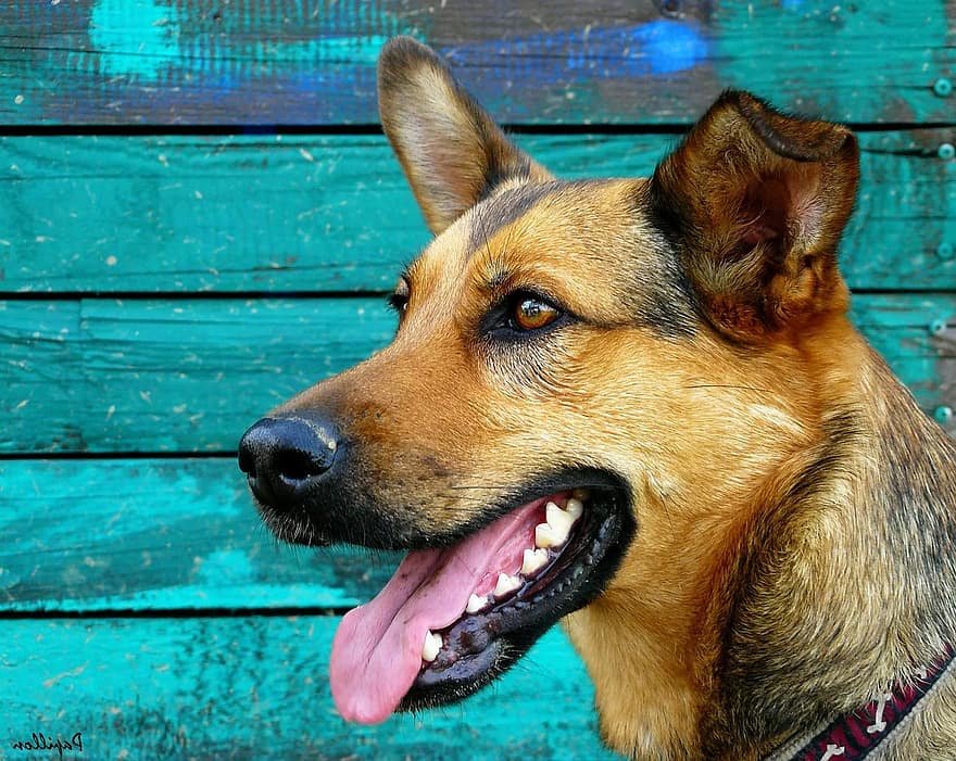 Berger allemand, chien, portrait, portrait d'animal, réveillé, hybride de berger allemand, animal, animaux, chiens, animal de compagnie, cheveux