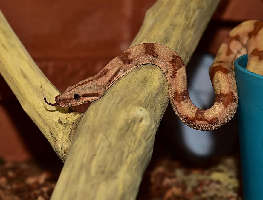 serpiente, boa constrictor imperator, amarillo, reptil, boa, cazador de ratones, animal, de cerca, constrictor, escala, criatura