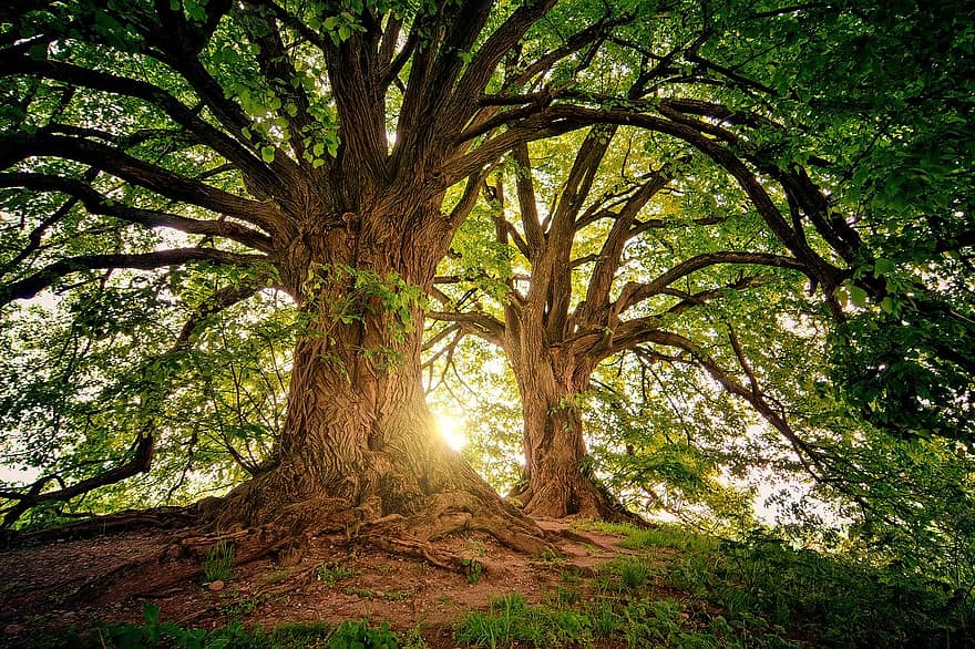 tree, nature, wood, sunset, light, leaves, landscape, summer, spring, green, forest