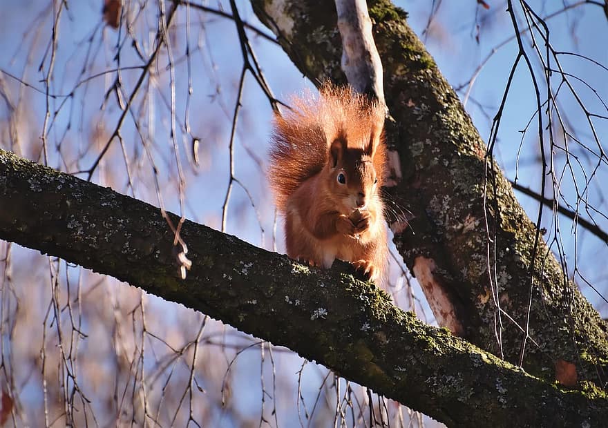 eekhoorn, verifieerbaar kitten, knaagdier, dier, nager, bos dier, schattig, natuur, foerageren, schepsel, possierlich